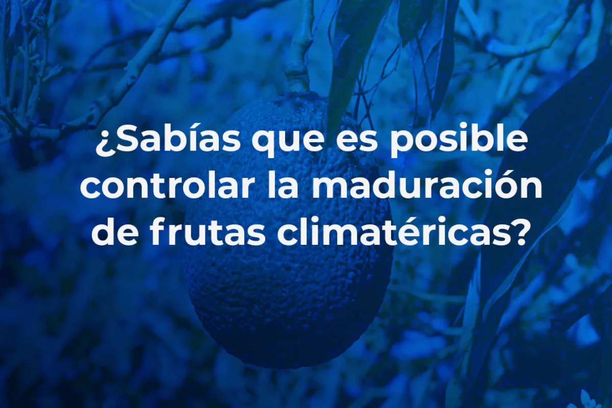 maduración controlada